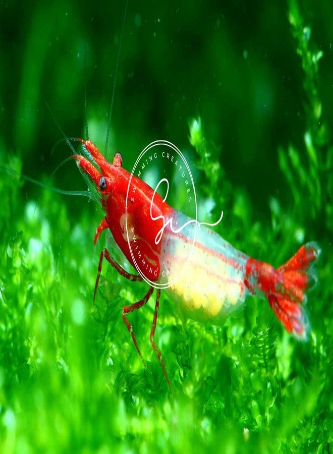 روبيان نيوكاريدينا الممتاز من Swimming Creatures™ - مزيج لوني ثنائي ممتع لحوض أسماك نابض بالحياة (5 روبيان أحمر، 5 روبيان برتقالي) - Image 3